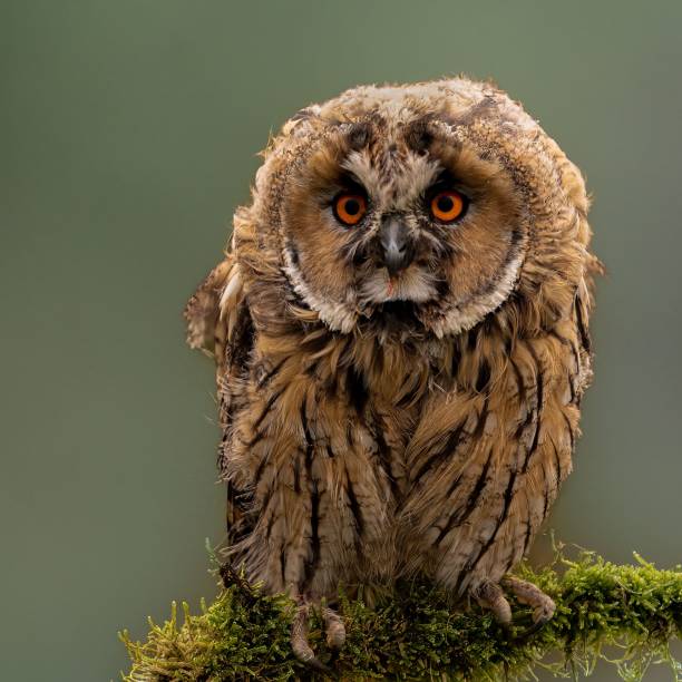 istock Closeup of a Long-eared Owl perched on a tree branch 1447311606