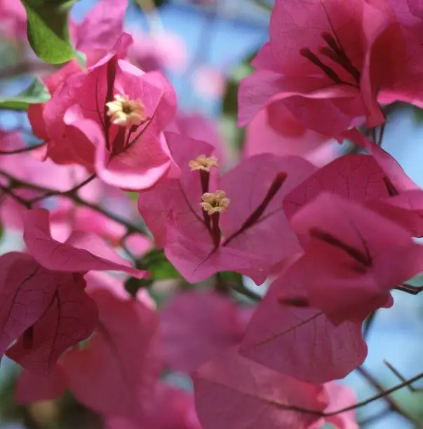 A closeup shot of beautiful pink paperflowers - Bougainvillea glabra