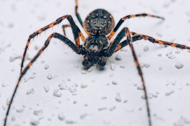 istock Macro shot of a brown spider on a textured white background 1447312302