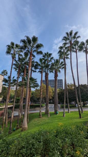 istock Vertical shot of palm trees under a blue sky 1447312745