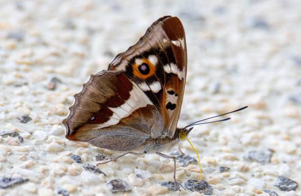 istock a close-up with a butterfly Apatura iris on the wall 1447312960