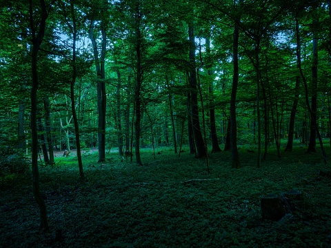 A dark green forest with thick undergrowth and thin trees
