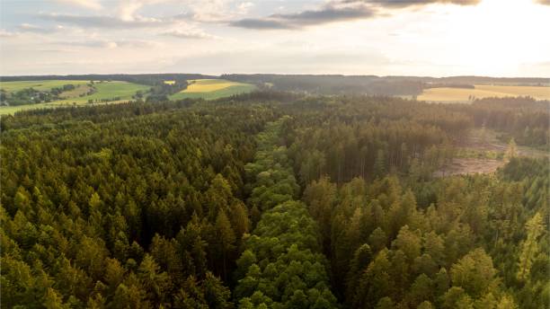 istock Beautiful shot of a pine forest and fields under the sunset sky 1447313158