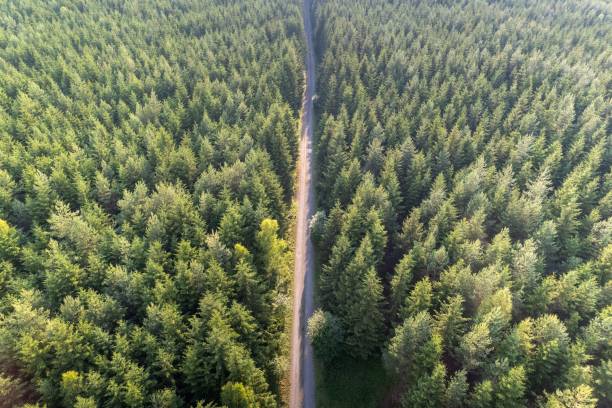 istock Top view of an alley lined with pine trees forest 1447313162