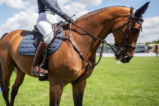 Horse jumping over an obstacle during a showjumping competition.