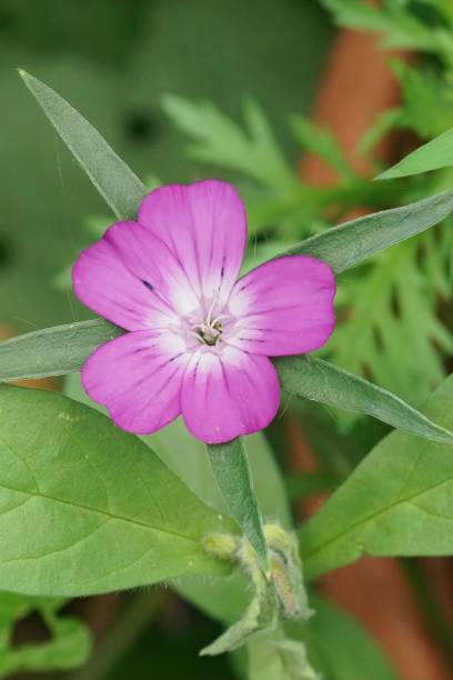 istock Vertical closeup on a light purple common corncockle flower, Agr 1447313315