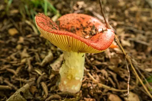 A closeup shot of a russula emetica mushroom in a forest