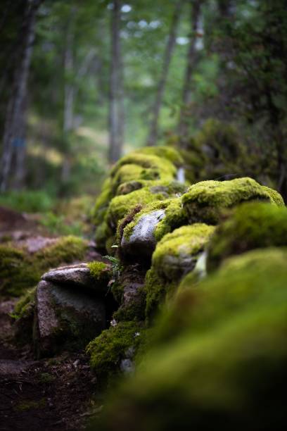 istock Vertical shot of moss covered rocks in the forest 1447313926