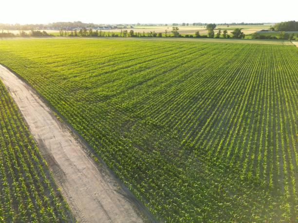 istock Aerial view of huge agricultural plant fields 1447314018