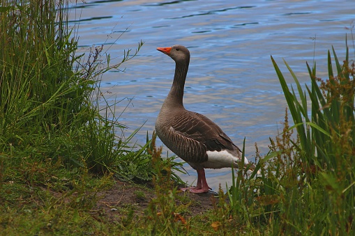 A closeup shot of a brown goose on a lake shore