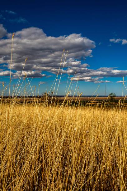 istock Vertical shot of a dry grass field under a cloudy sky 1447314115