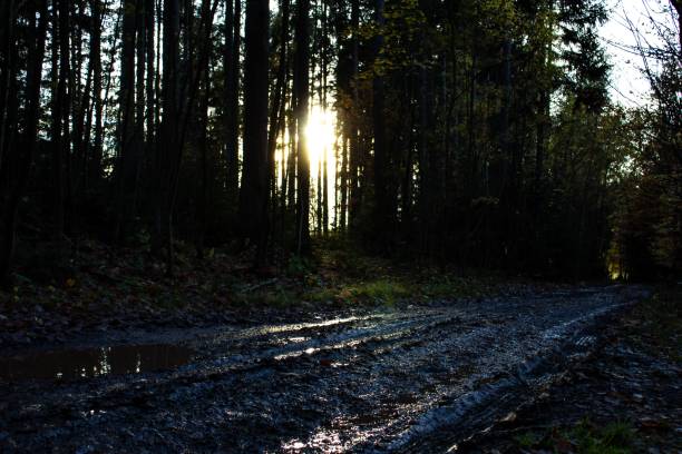 A dirty road with trees and rays of sun in the background