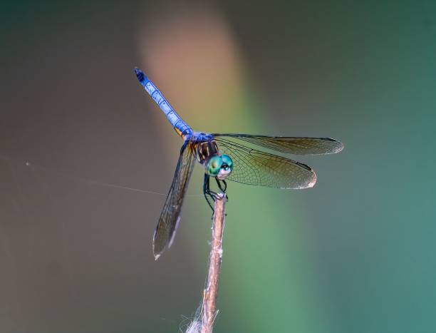 istock Closeup of a great blue skimmer, Libellula vibrans. 1447314374