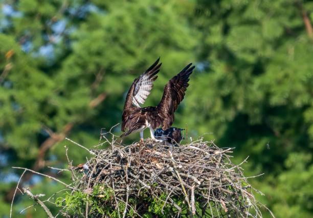 istock Two ospreys on their nest. Pandion haliaetus. 1447314380