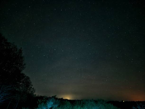 istock Forest with tall trees with starry sky in the background at night 1447314381