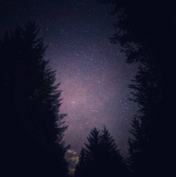 istock Forest with tall trees with starry sky in the background at night 1447314382