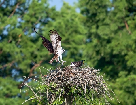The two ospreys on their nest. Pandion haliaetus.