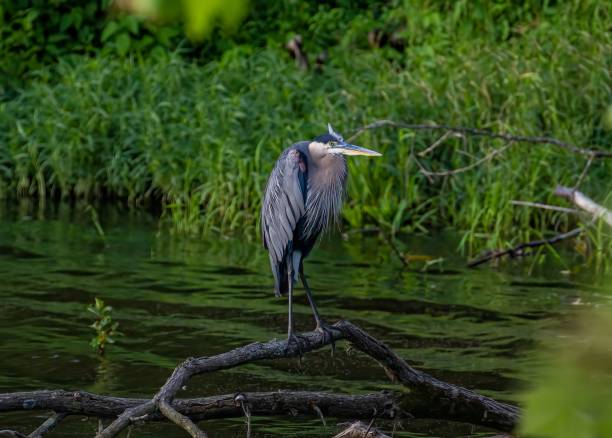istock Closeup of a great blue heron on a branch on a pond 1447314396