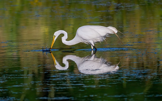 A closeup of an egret drinking water in a pond