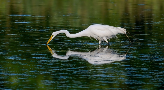 A closeup of the great egret searching for food in the water. Ardea alba.