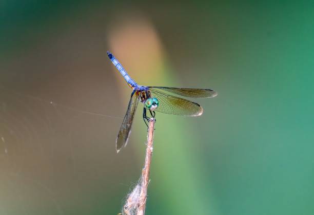 istock Closeup of a great blue skimmer, Libellula vibrans. 1447315000