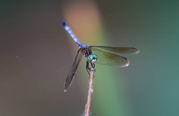 istock Closeup of a great blue skimmer, Libellula vibrans. 1447315007