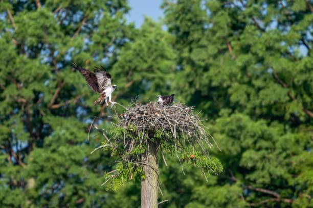 istock Two ospreys on their nest. Pandion haliaetus. 1447315009