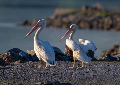A closeup of two American white pelicans on the shore. Pelecanus erythrorhynchos.