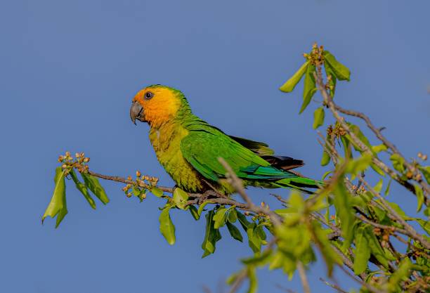 istock Side view of adorable Brown-throated parakeet perched on tree branch on blue sky background 1447315211