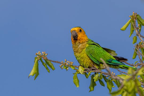 istock Adorable Brown-throated parakeet perched on tree branch on blue sky background 1447315213