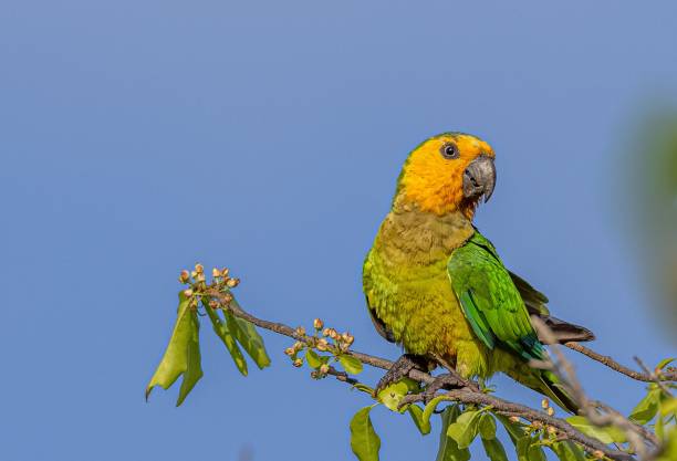 Adorable Brown-throated parakeet perched on tree branch on blue sky background