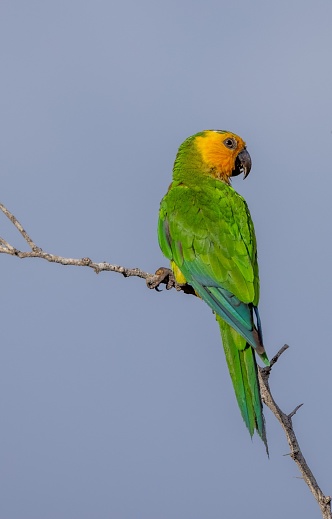 A back view of adorable Brown-throated parakeet perched on tree branch on blue sky background