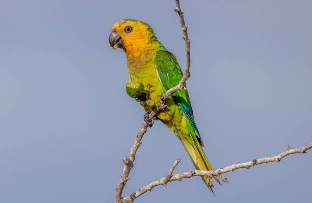 istock Adorable Brown-throated parakeet perched on tree branch on blue sky background 1447315219