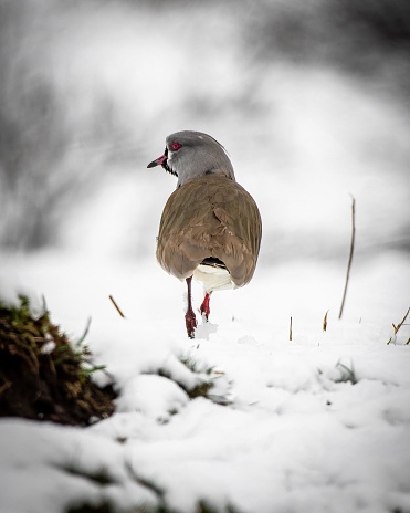 A vertical shot of a small bird walking on the ground covered by snow