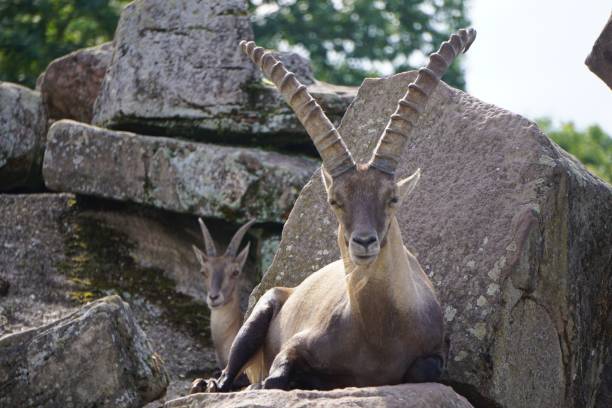 istock Closeup shot alpine ibexes lying on giant rocks 1447315586