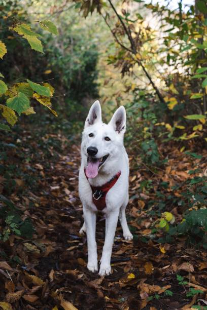 istock Vertical shot of a white Shepherd dog looking happy during its walk through a forest 1447315625