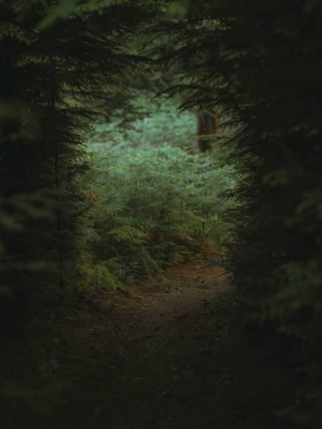 istock Vertical of forest plants captured through trees 1447315781
