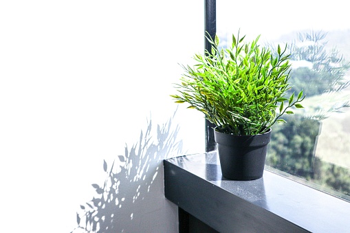 A black pot with a green plant on a windowsill against a window and a white wall