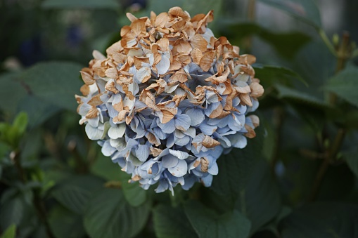 A selective focus shot of blue French hydrangea with green leaves in garden