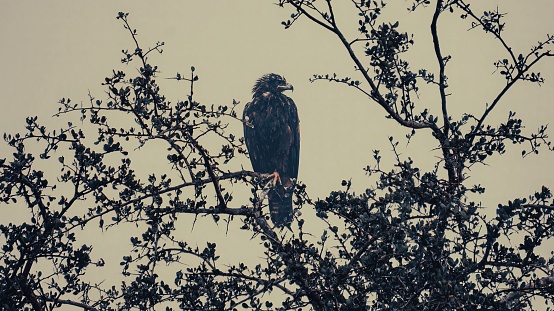 A golden eagle perching on a tree branch against a sunset sky