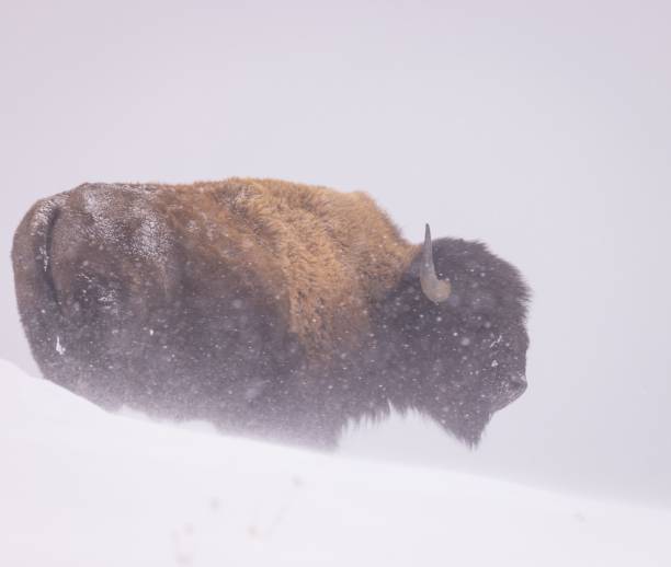 istock Bison in a winter landscape during the snowfall 1447316896