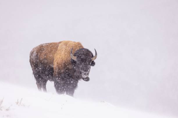 istock Bison in a winter landscape during the snowfall 1447316901
