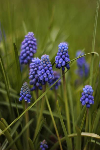 istock Vertical shot of grape hyacinths in the grass 1447316902