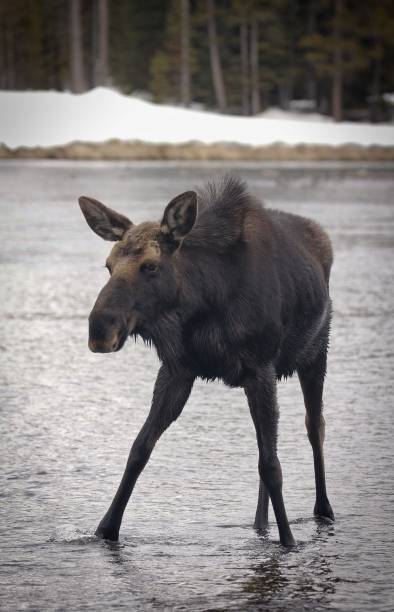 istock Vertical shot of a moose in a river 1447316905