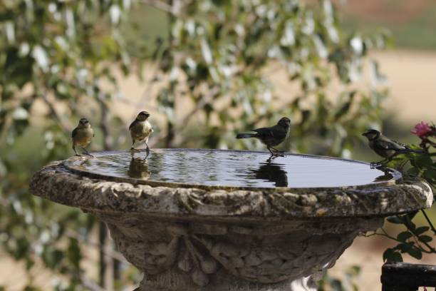 istock Birds around garden fountain 1447316932