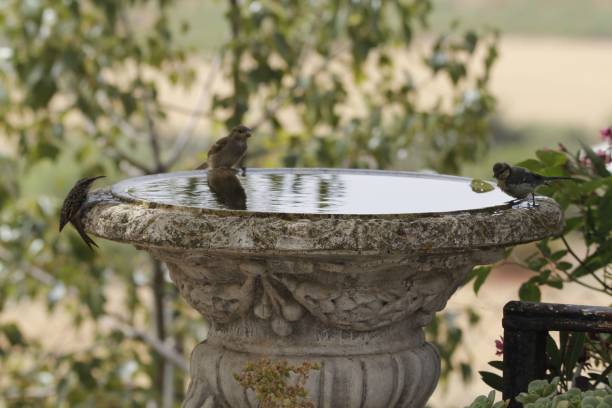 istock Birds around garden fountain 1447316944