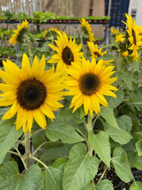 istock Blooming sunflower in the garden 1447317059