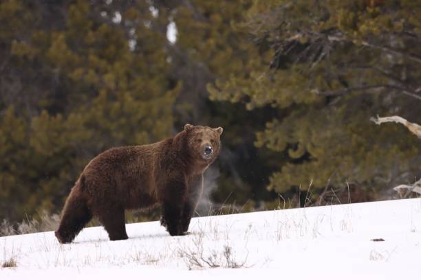 istock Grizzly bear in a snowy forest curiously looking around 1447317142