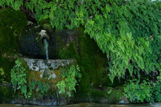 istock natural spring of crystalline water covered with vegetation 1447317232