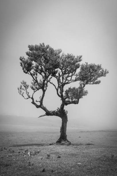 istock Beautiful view of a tree in a field on a cloudy day 1447317281